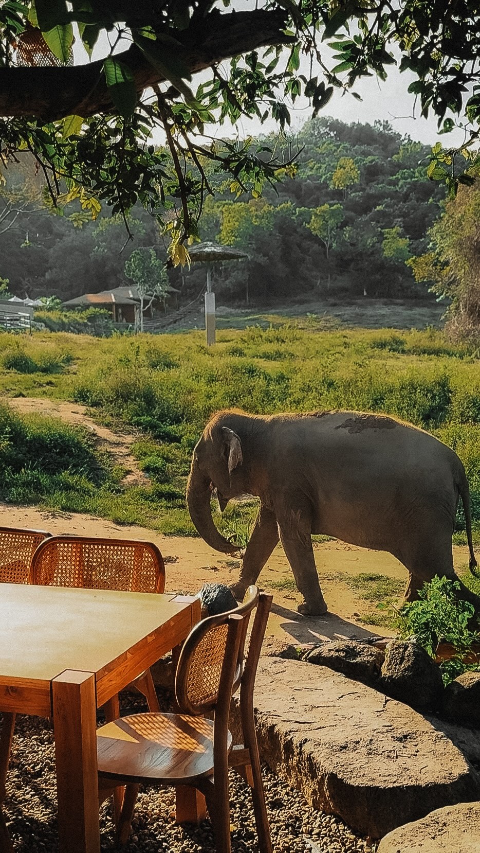 Elephant Sanctuary Cafe Showcases Rescued Animals