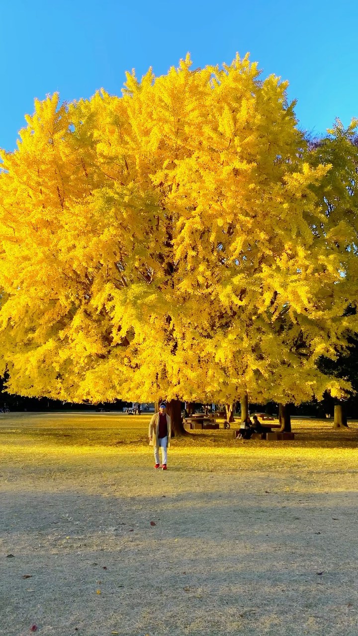 Hikarigaoka Park's Golden Ginkgo Trees