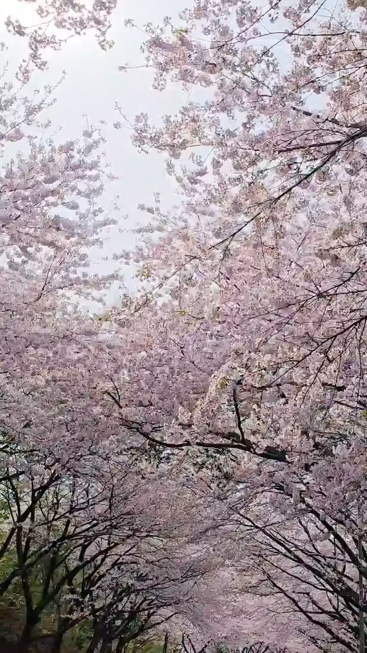 Busan's Best Cherry Blossom Viewing Spots