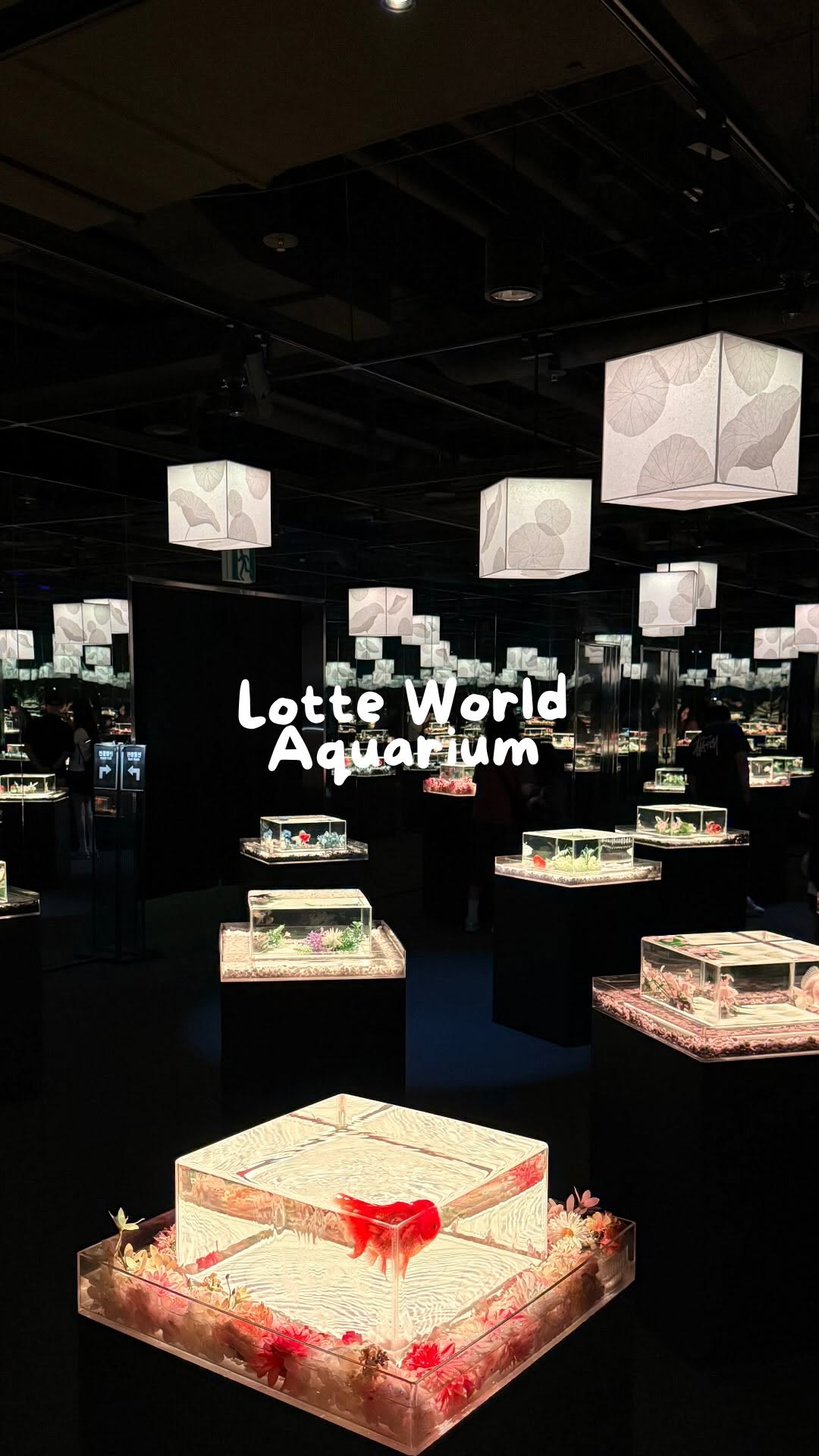 Seoul's Vibrant Aquarium Galleries