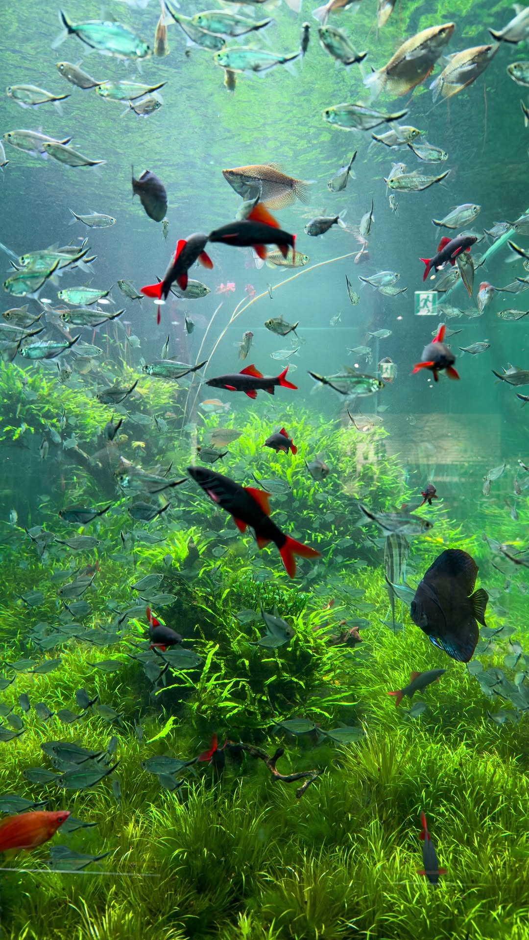 Seoul Spots Offer Aquatic-Themed Experiences
