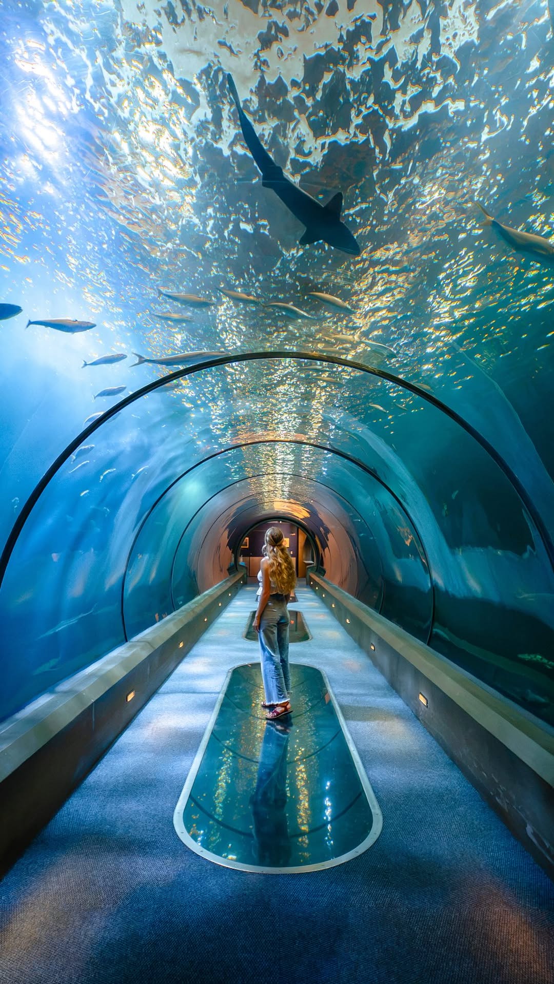 Oregon Coast Aquarium Features Diverse Marine Life Exhibits