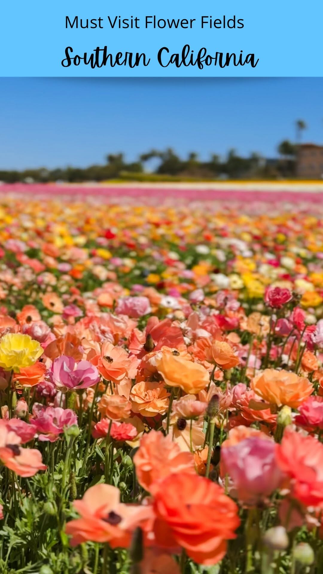 Carlsbad Flower Fields Offer Vibrant Spring Blooms