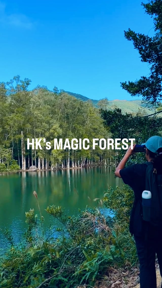 Shing Mun Reservoir's Magic Forest Trail