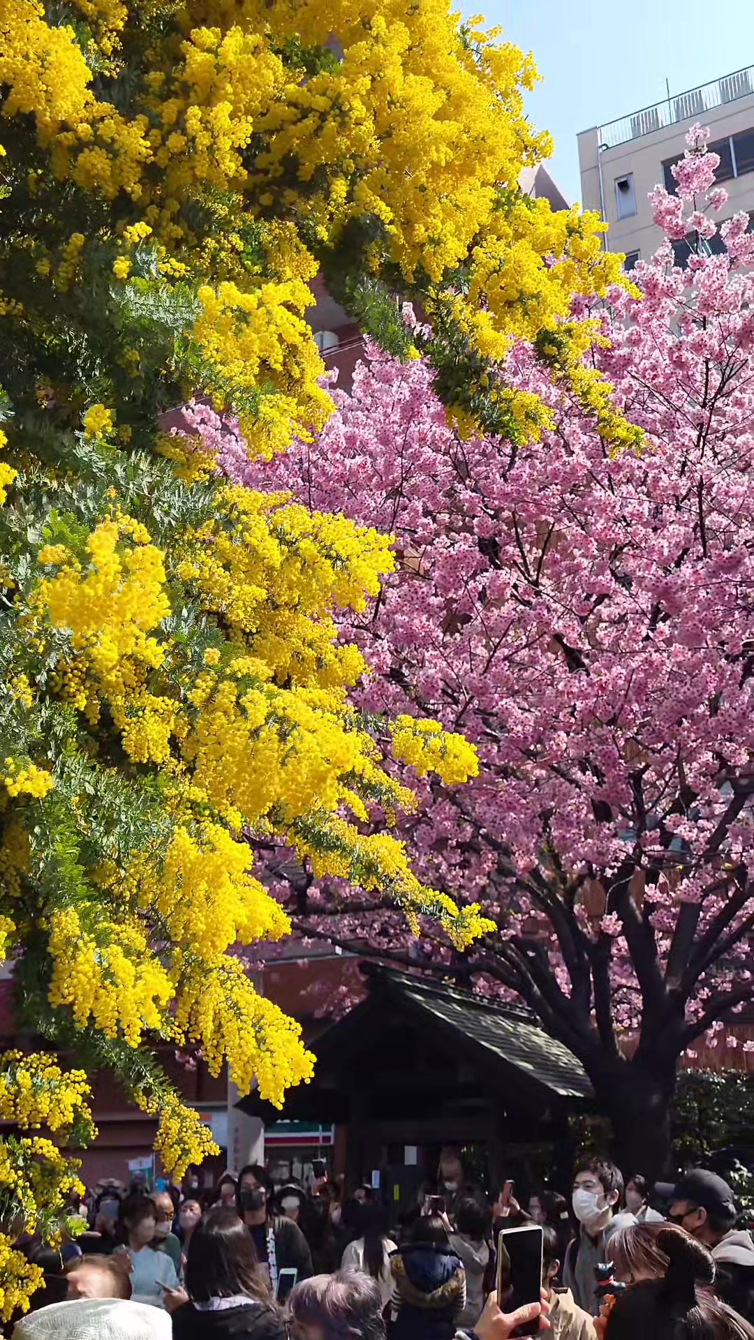 Kuramae Shrine: Tokyo's Cherry Blossom and Mimosa Spot