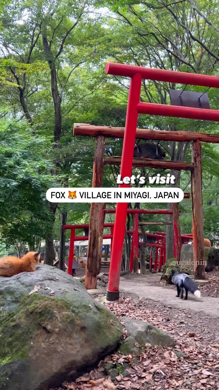 Kristina Minami • Inner Japan, Zaō Fox Village