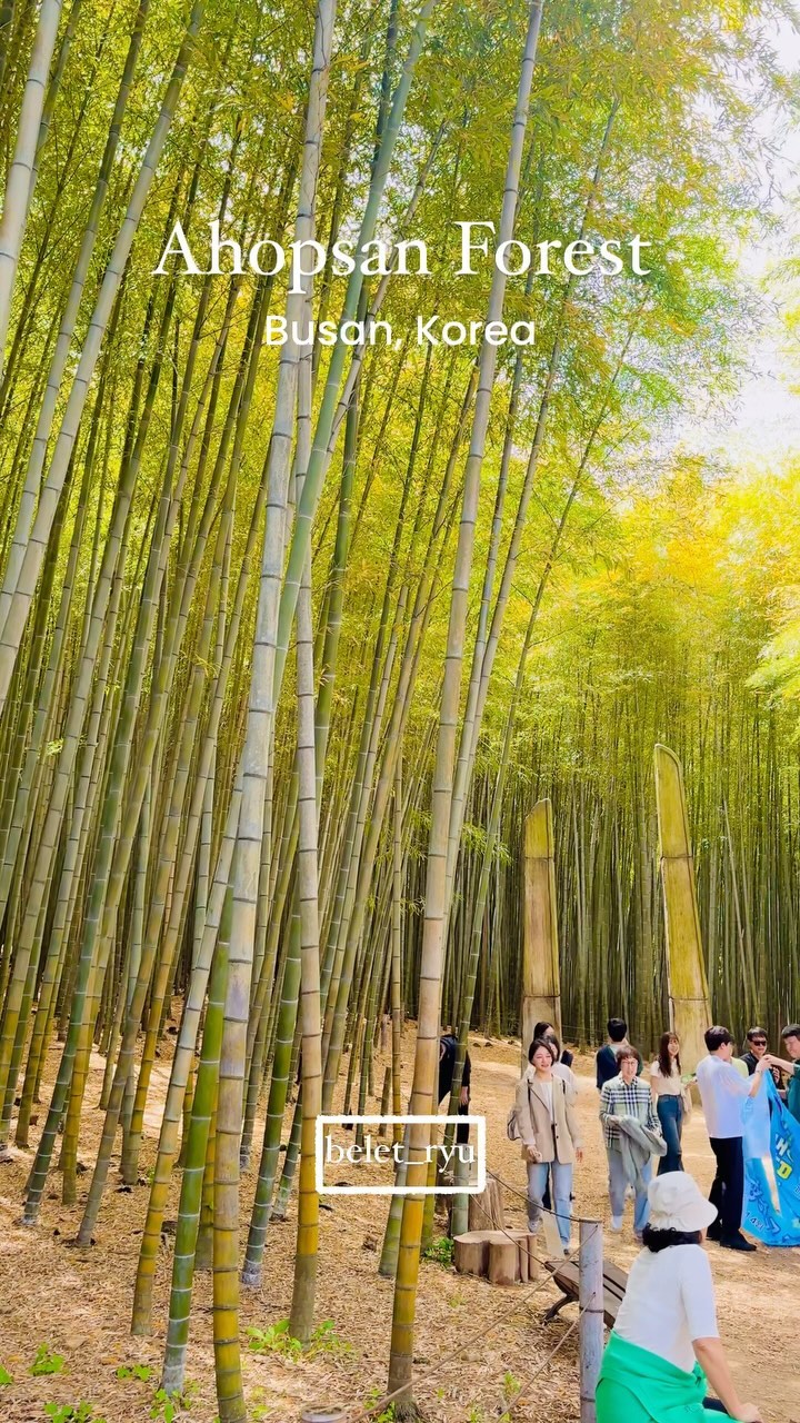 Ahopsan Forest: Bamboo Grove and K-Drama Filming Spot