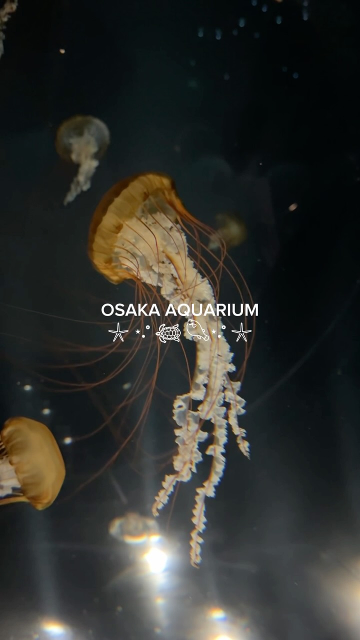 Osaka Aquarium Kaiyukan's Marine Life and Snoopy Adventure