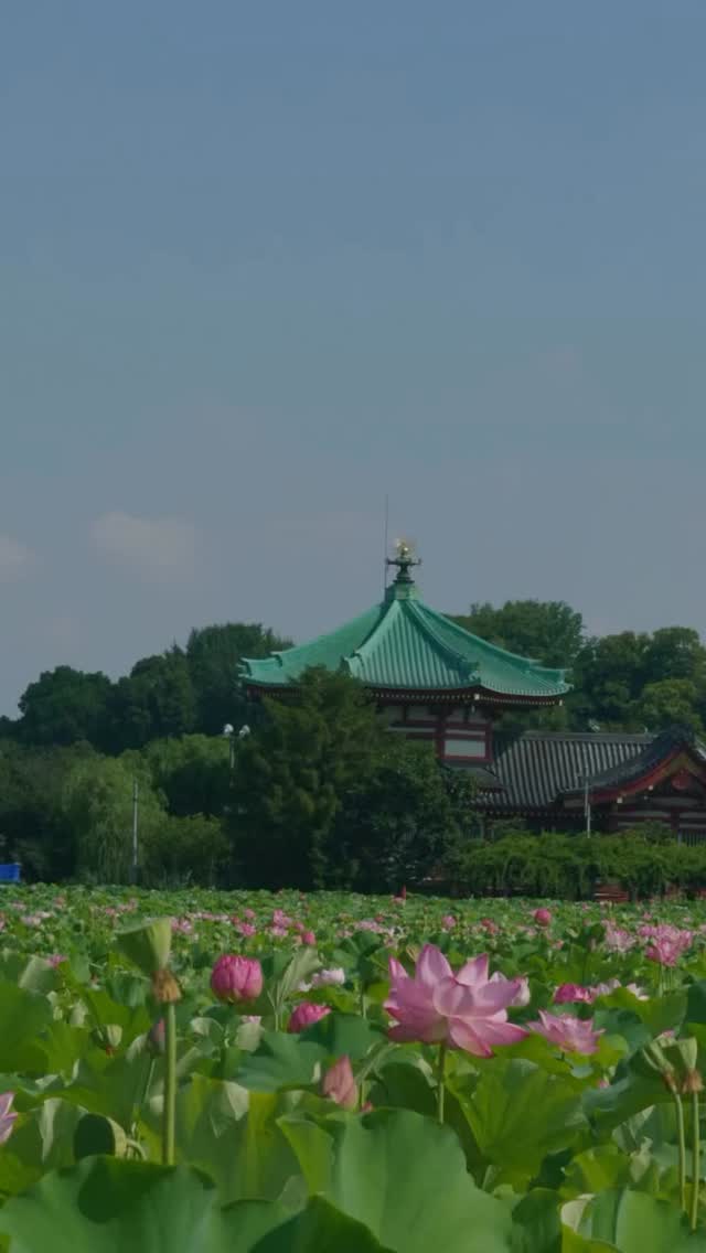 Tokyo's Ueno Park Lotus Pond Oasis