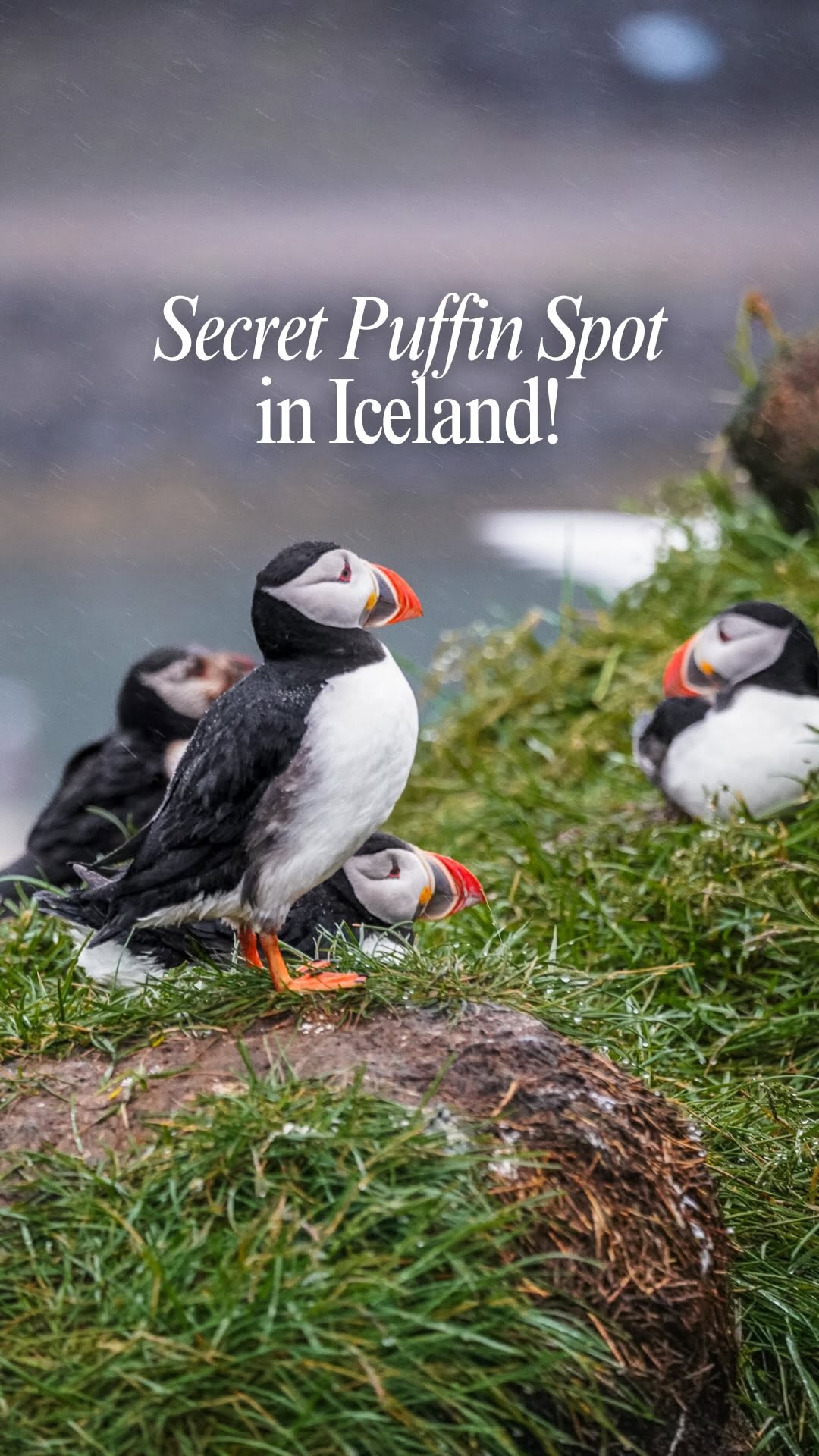 Icelandic Puffins Galore At Hafnarhólmi