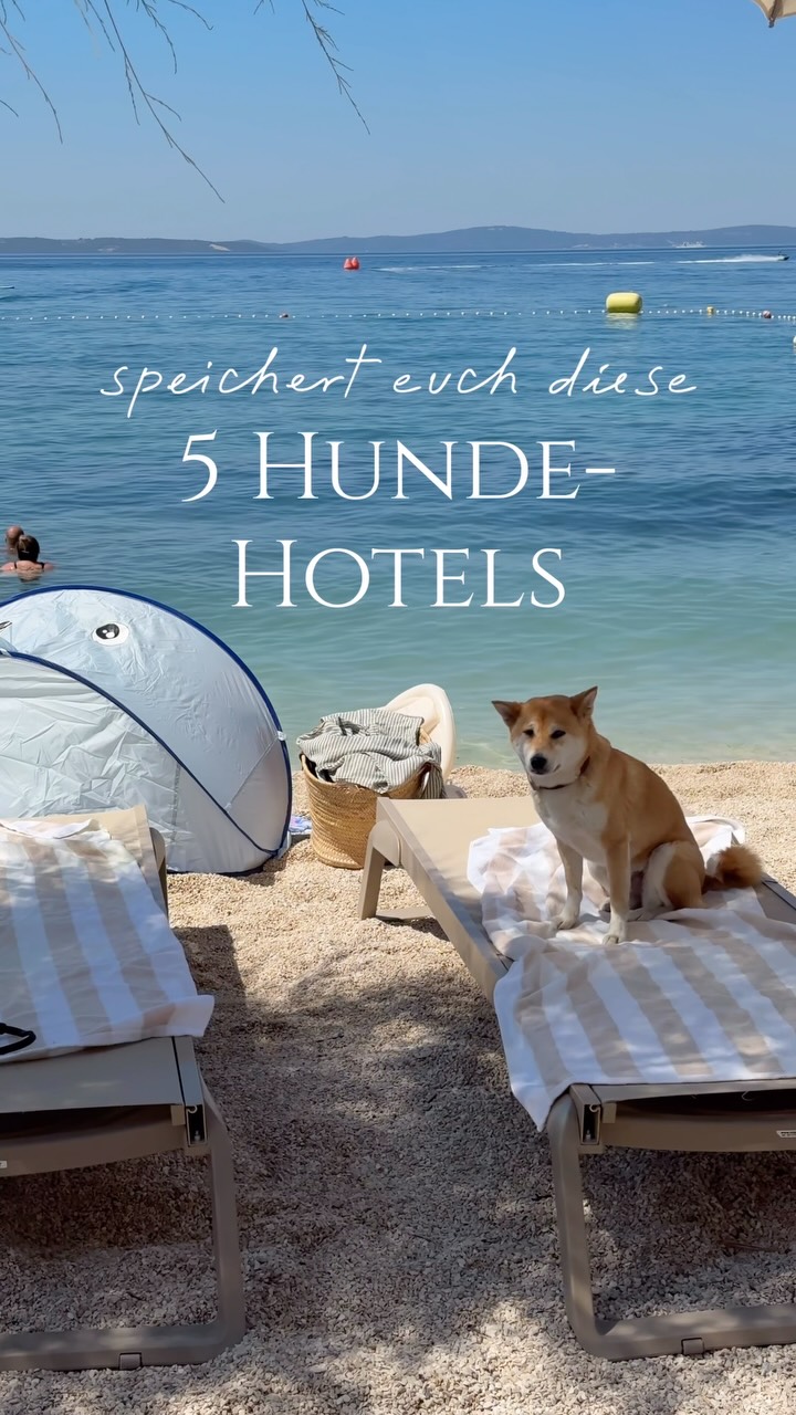 Five Dog-Friendly Hotels for Your Next Vacation