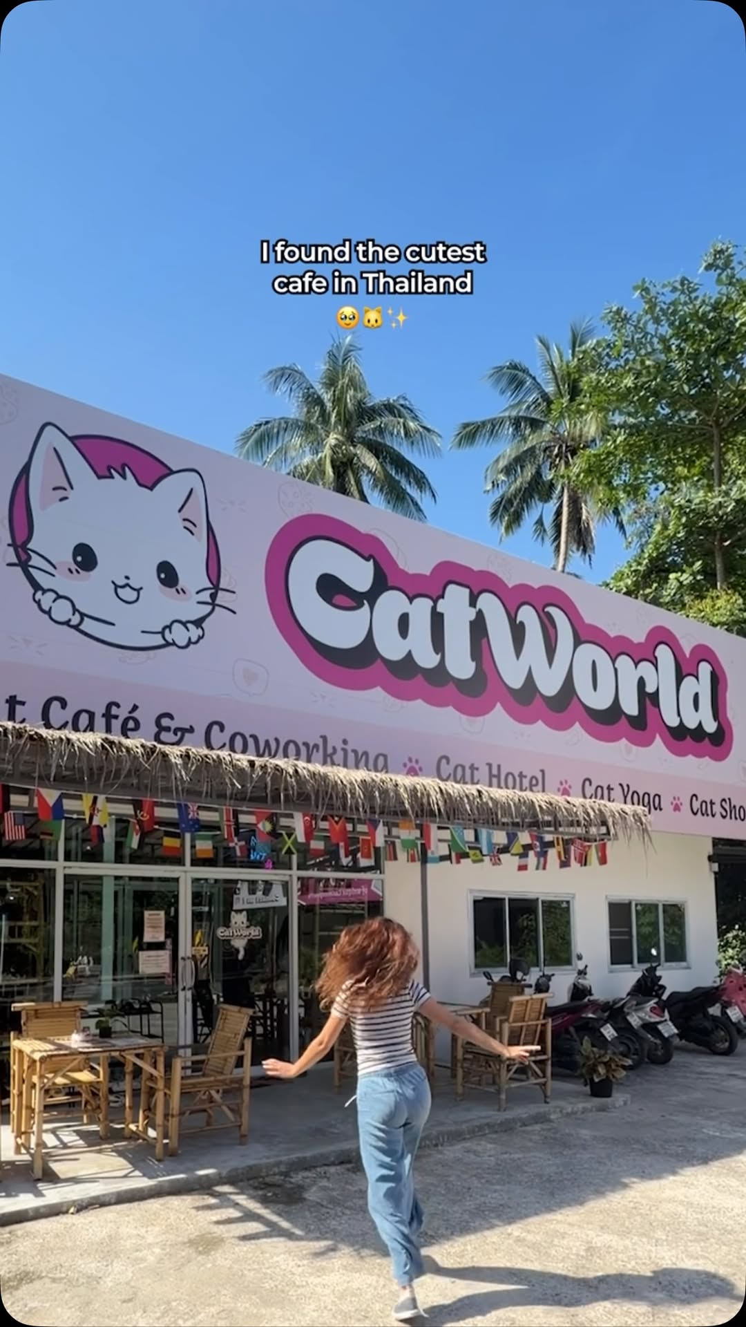 Koh Samui Cat Cafe Offers Cozy Moments