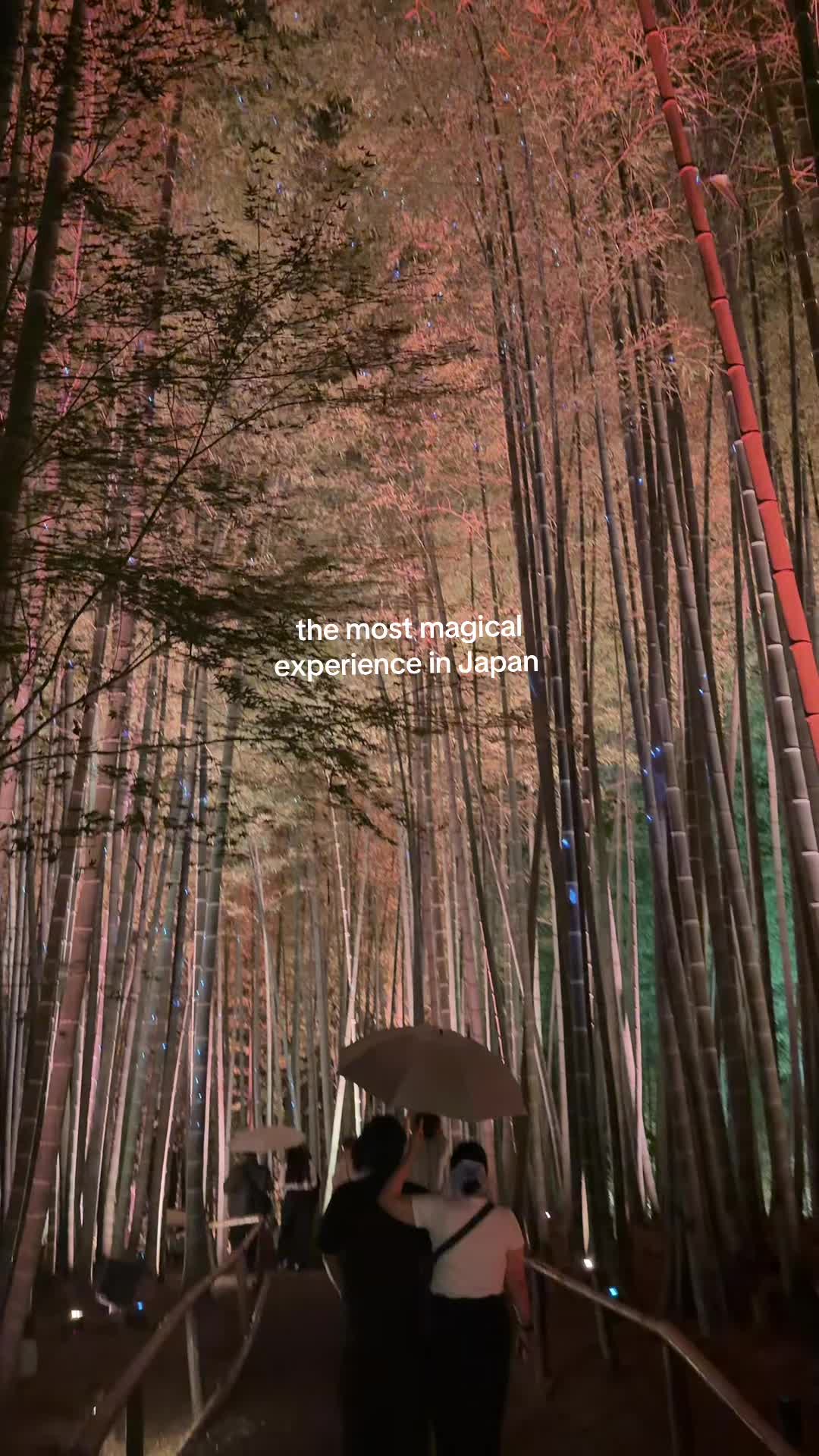 Arashiyama Bamboo Forest Light Up