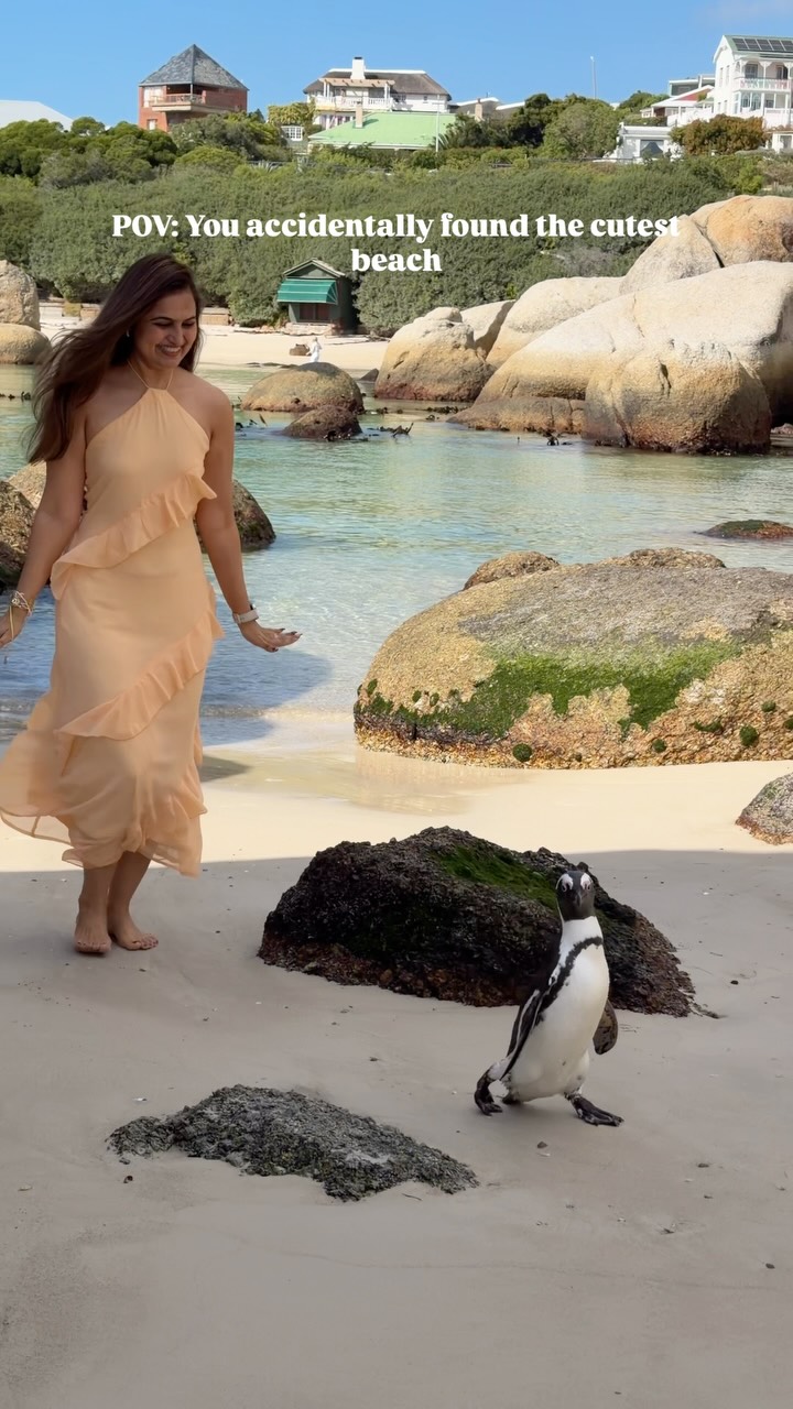 African Penguins Galore At Boulders Beach