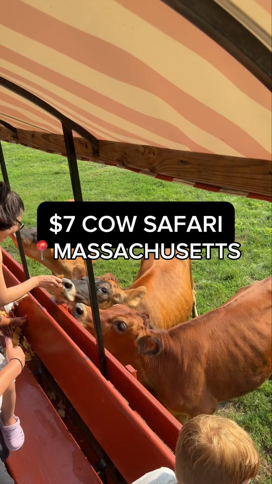 Eastleigh Farm Offers Family-Friendly Cow Safari
