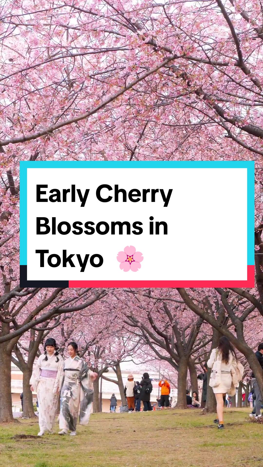 Tokyo's Early Cherry Blossoms Bloom Near Skytree