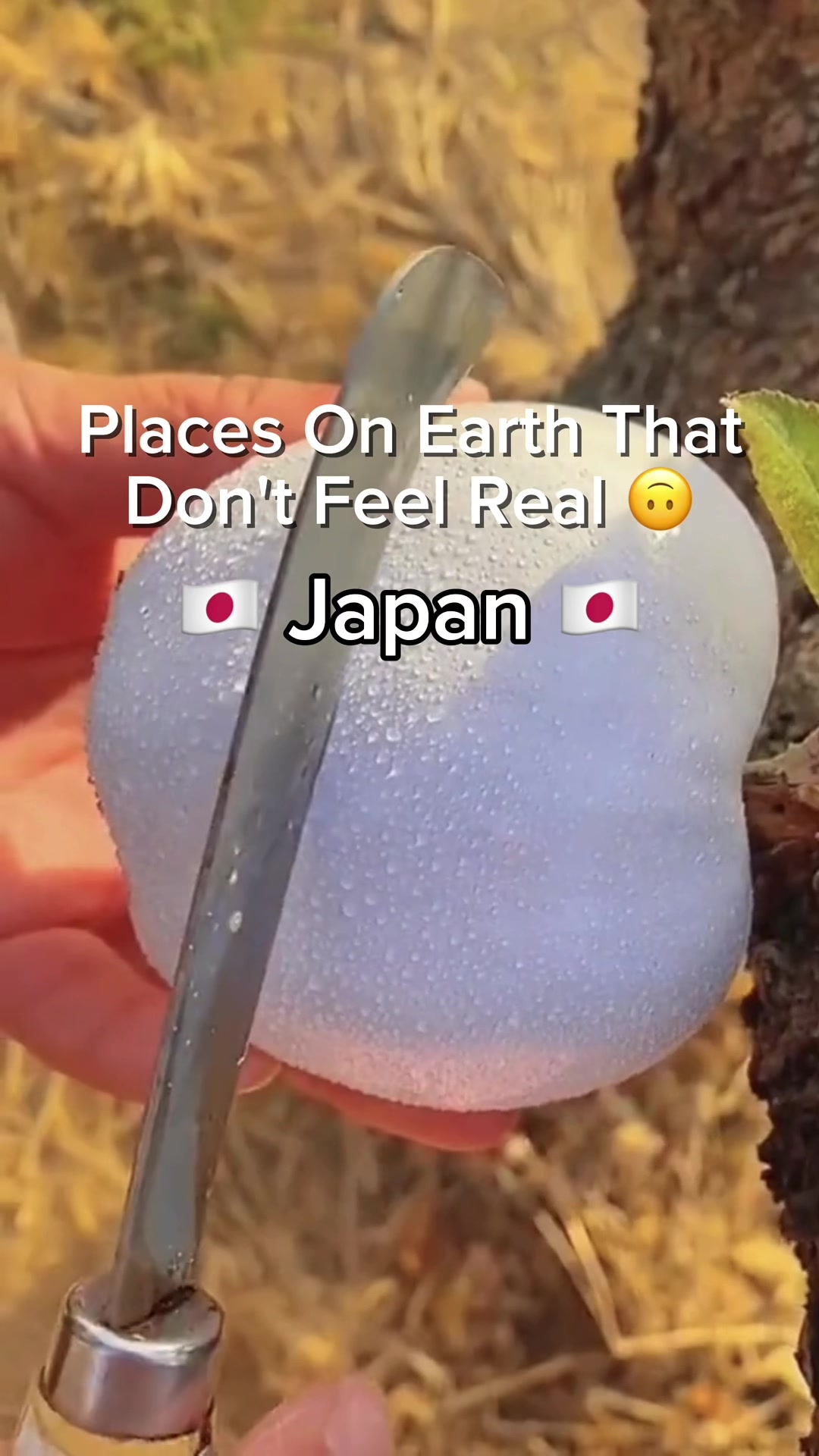 21 Attractions in Japan
