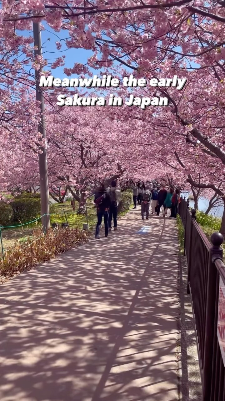 Tokyo Spots for Early Blooming Cherry Blossoms