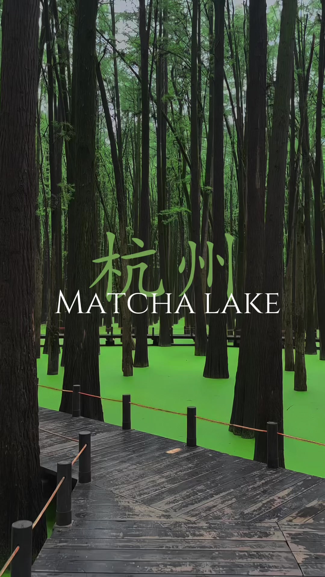 Matcha Lake: Hangzhou's Verdant Scenic Spot