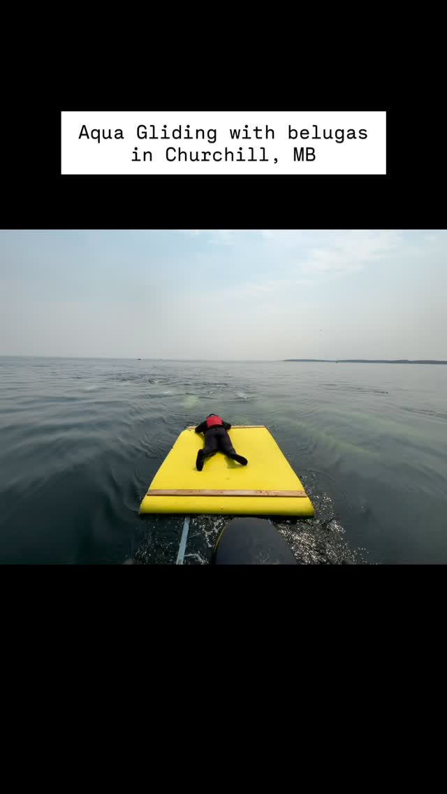 Hudson Bay Beluga Whale Encounters