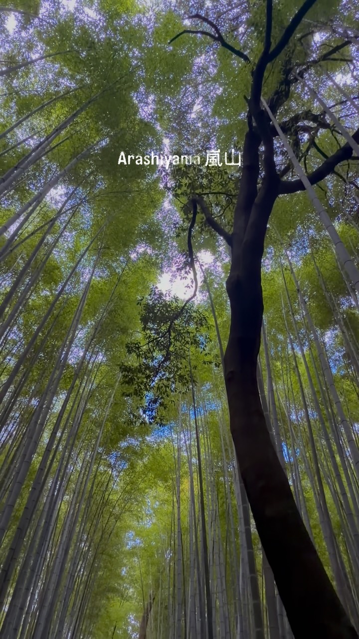 Arashiyama's Enchanting Temples and Bamboo Groves