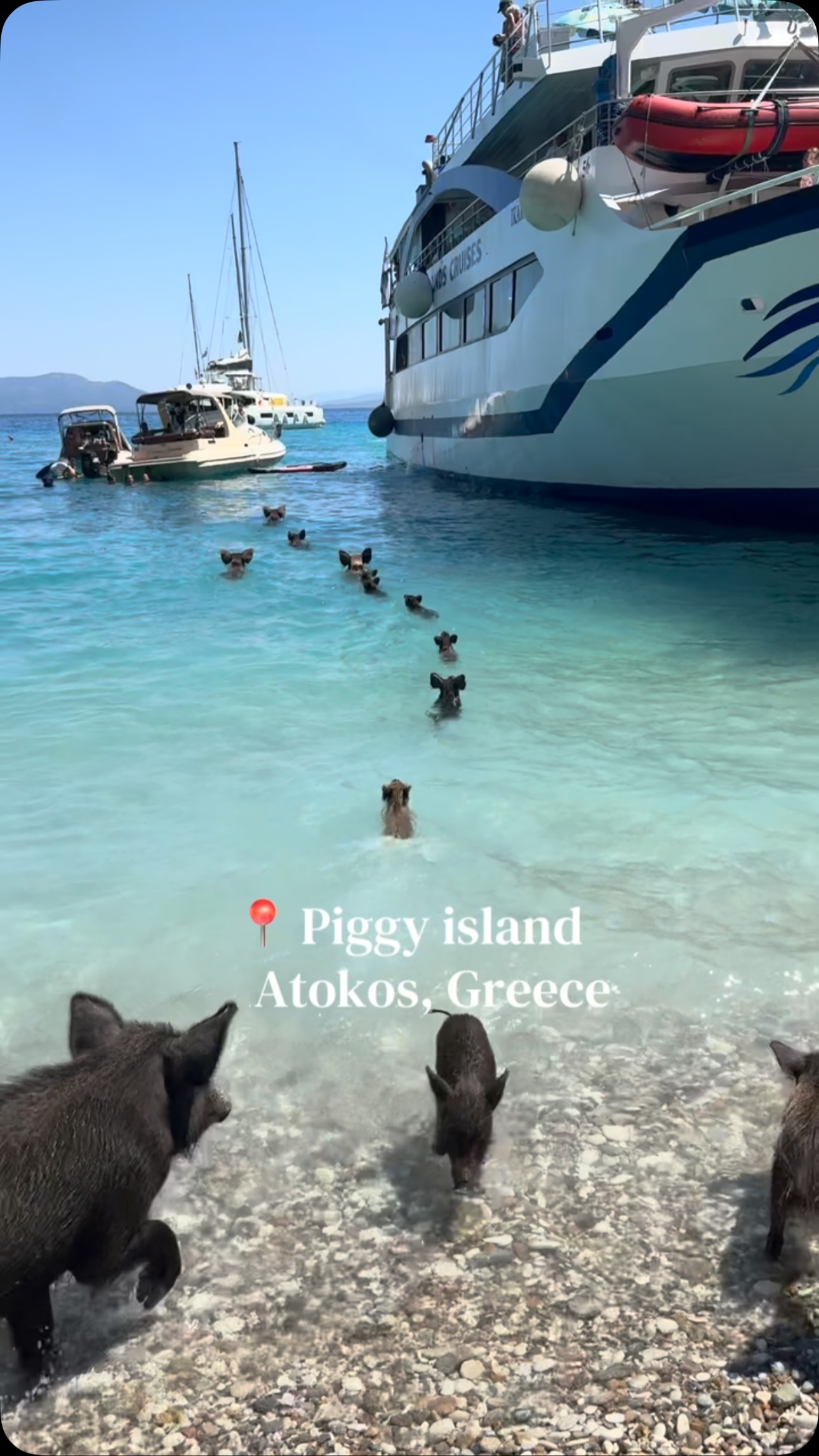 Wild Pigs Roam Greek Island Beaches And Waters