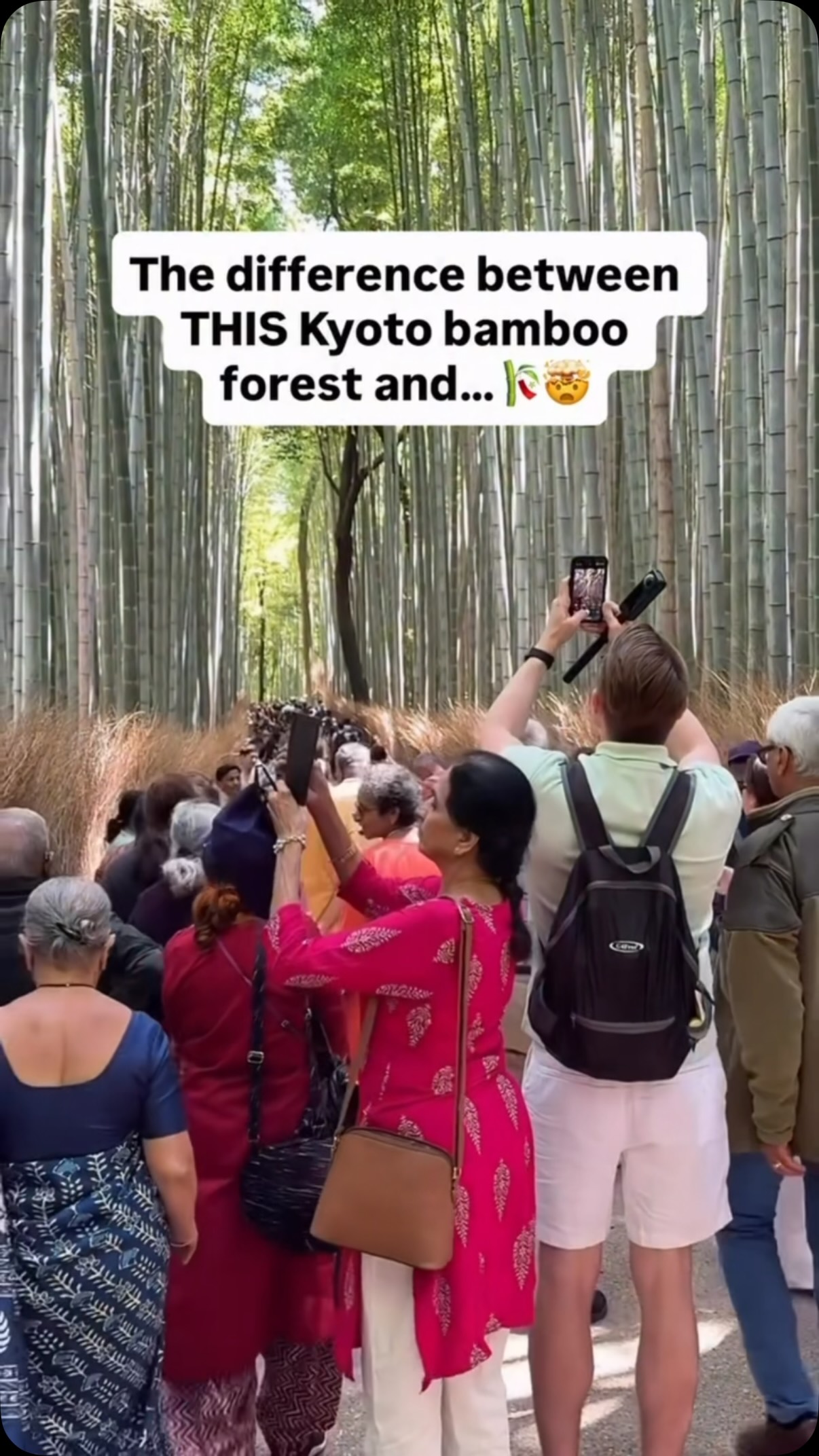 Kyoto's Bamboo Forests: Arashiyama and Adashino