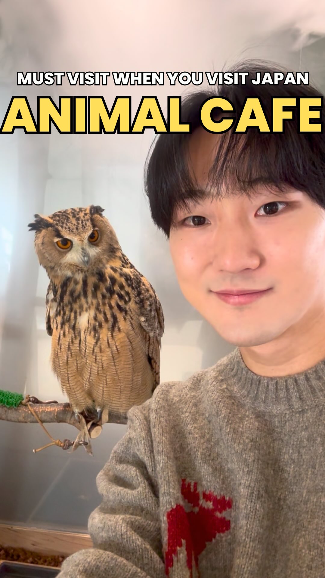 Moff Animal Cafe Harajuku For Animal Encounters