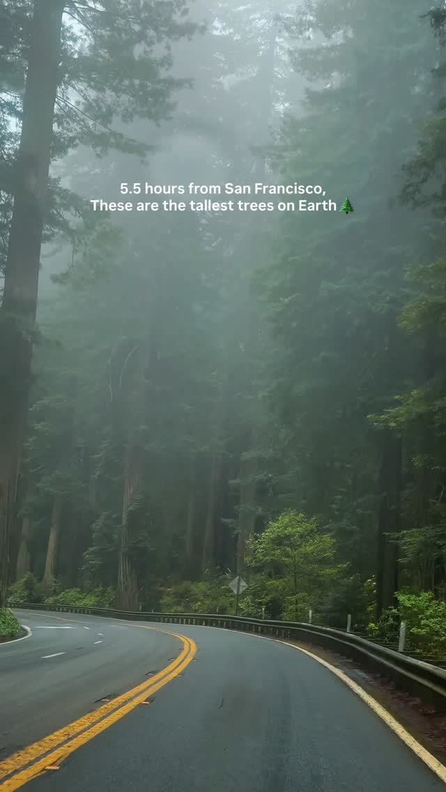 Scenic Drive Through Redwood National Park