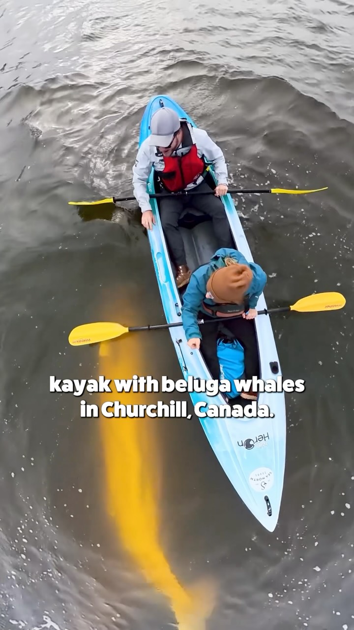 Kayaking With Beluga Whales In Churchill