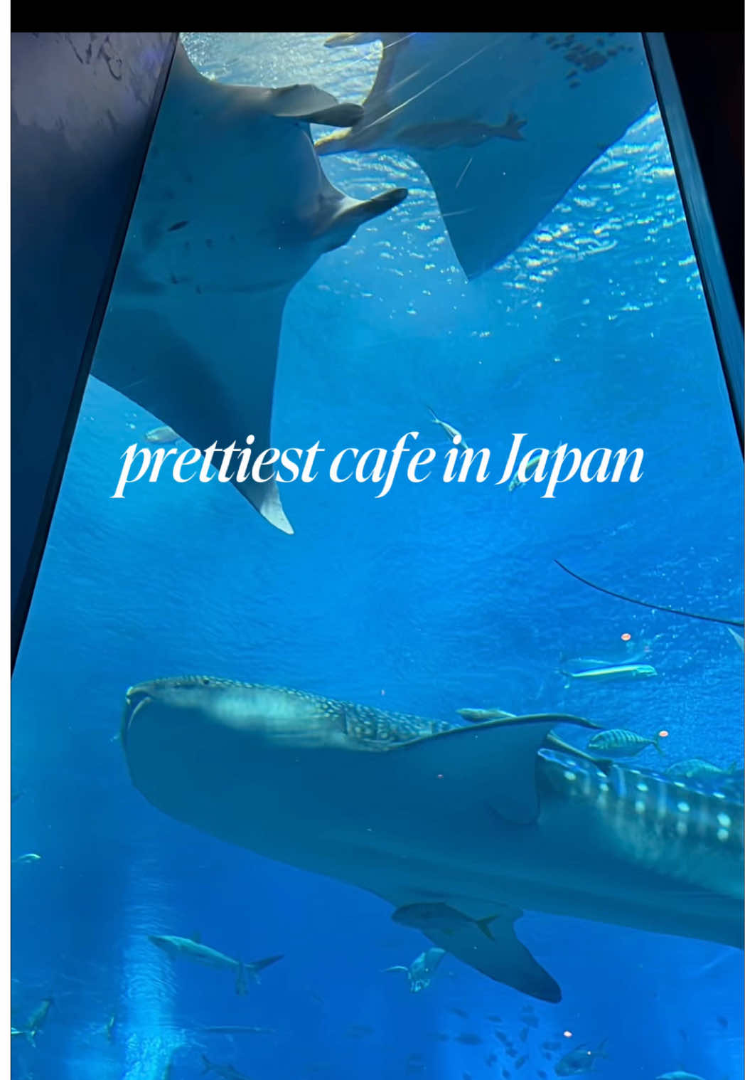 Cafe With Whale Sharks And Manta Rays