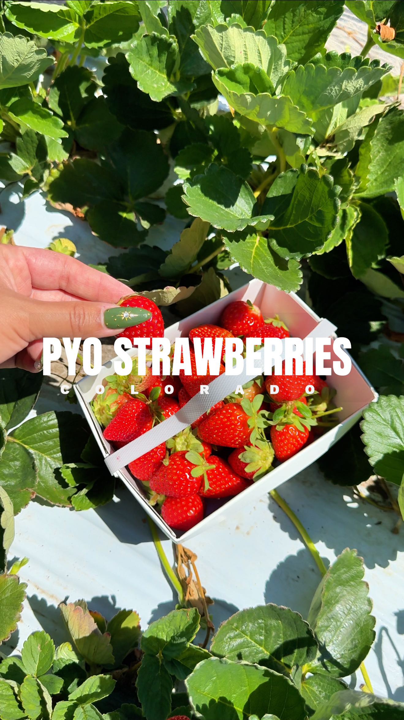 Pick Your Own Flowers and Strawberries