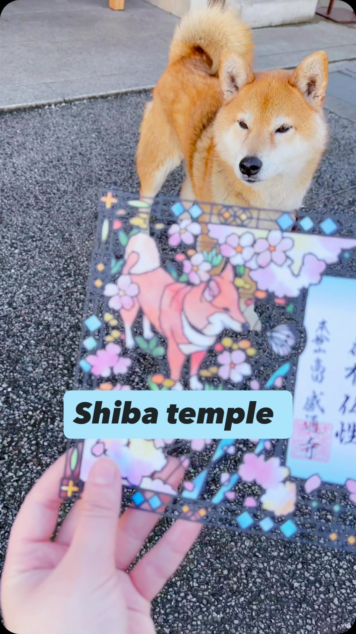 Temples Featuring Shiba Inu Mascots and Seasonal Goshuin