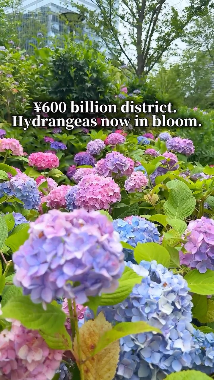 Osaka Station's Secret Hydrangea Garden