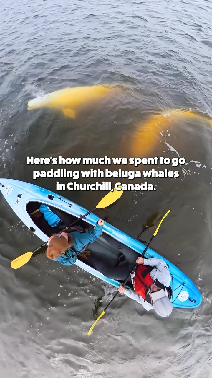 Manitoba Adventures: Whales, Bears, and Arctic Wildlife