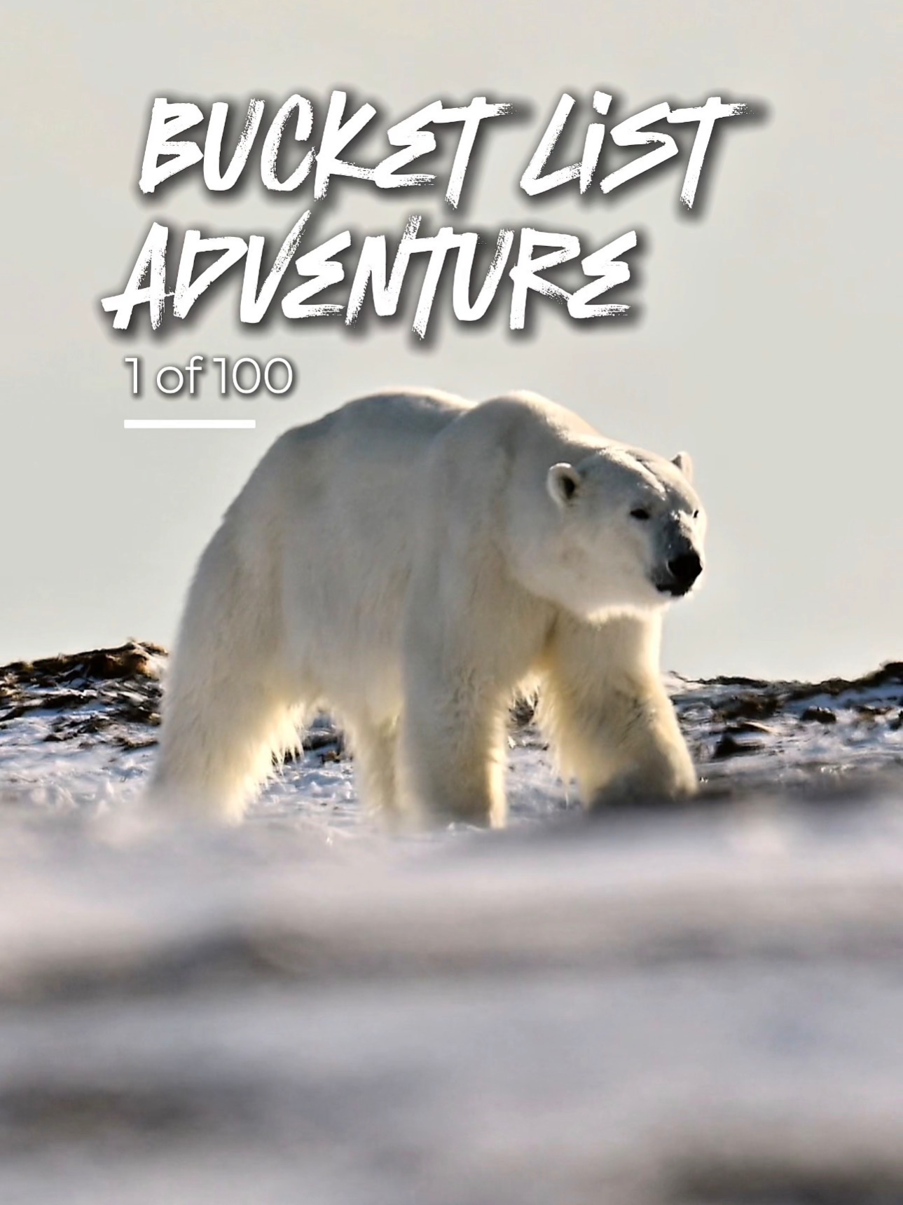 Arctic Adventure Spotting Polar Bears