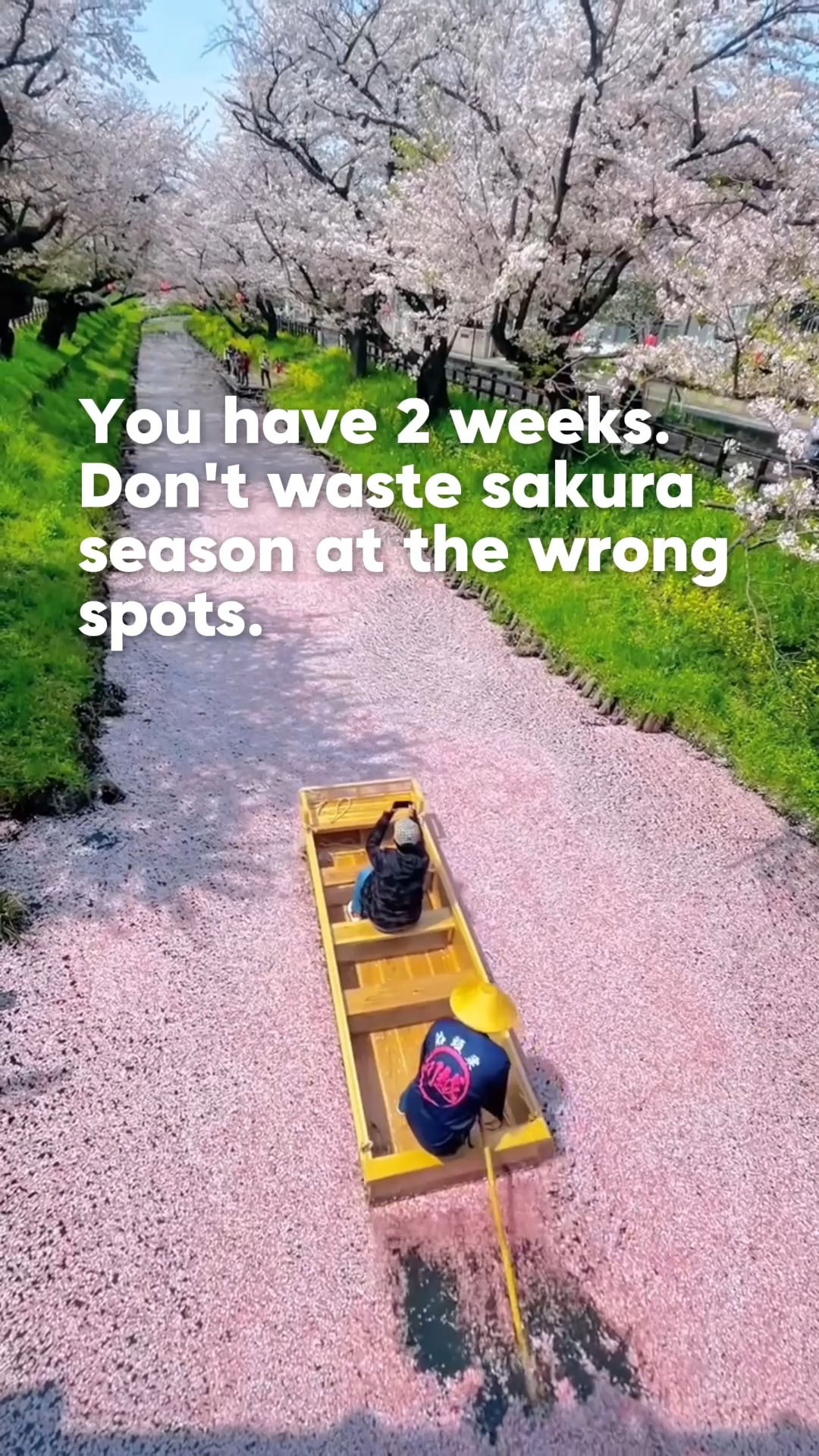 Japan Cherry Blossom Tour: Tokyo To Kyoto
