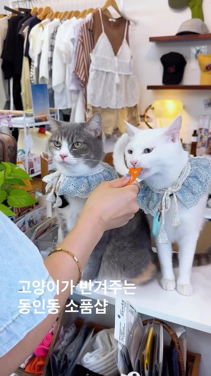 Pet-Friendly Shops and Cafes in Daegu