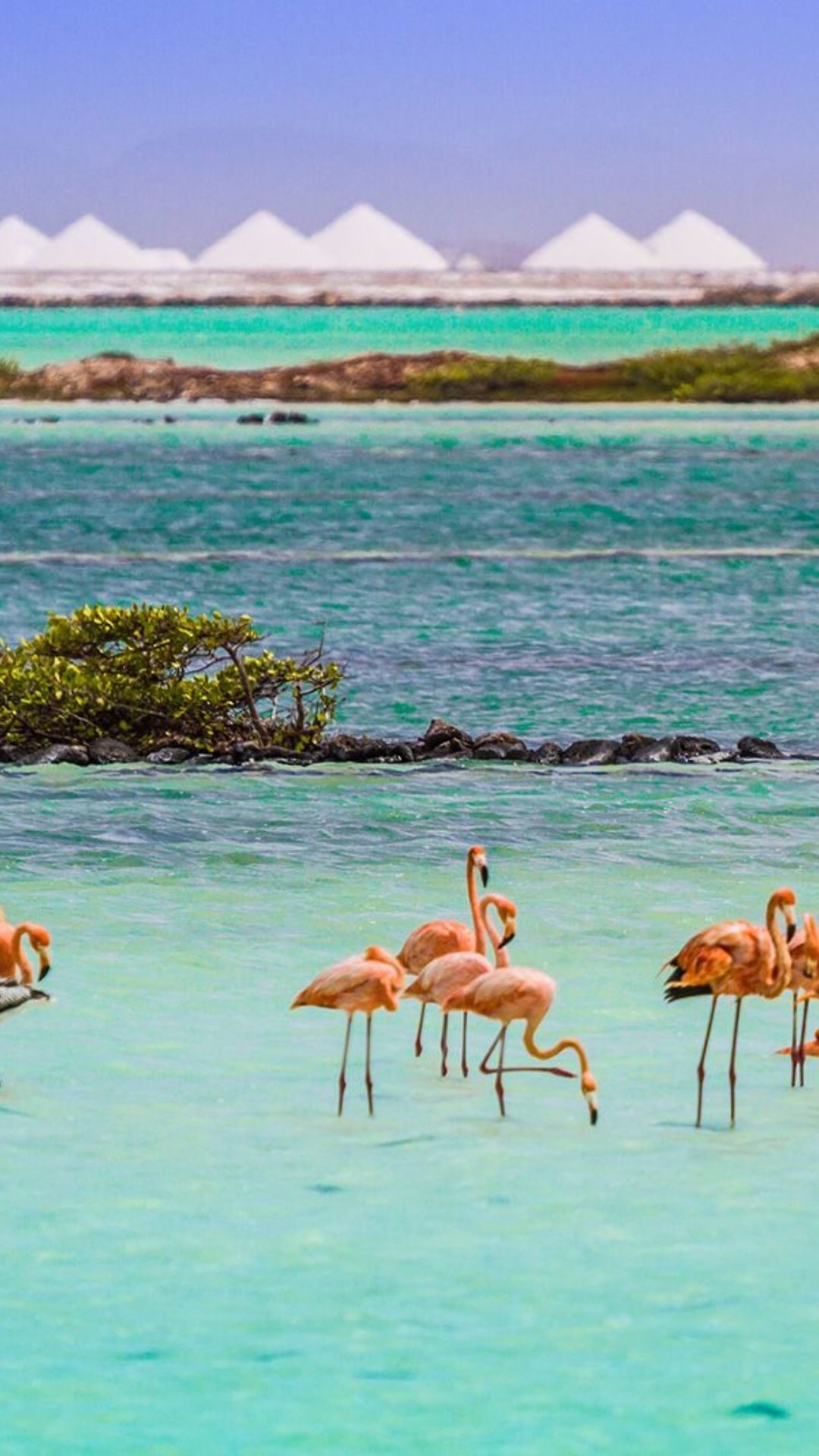 Explore Bonaire's Natural Wonders And Beaches