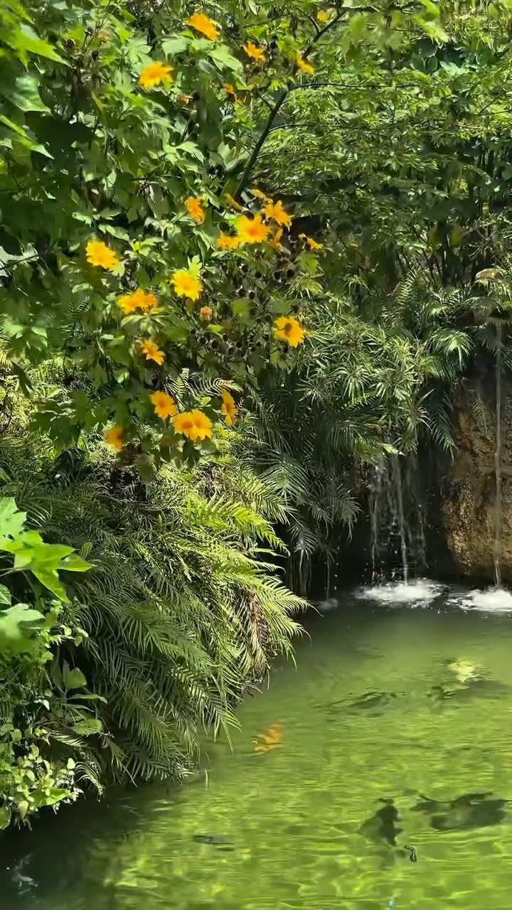 Coral Castle: A Natural Pool Paradise