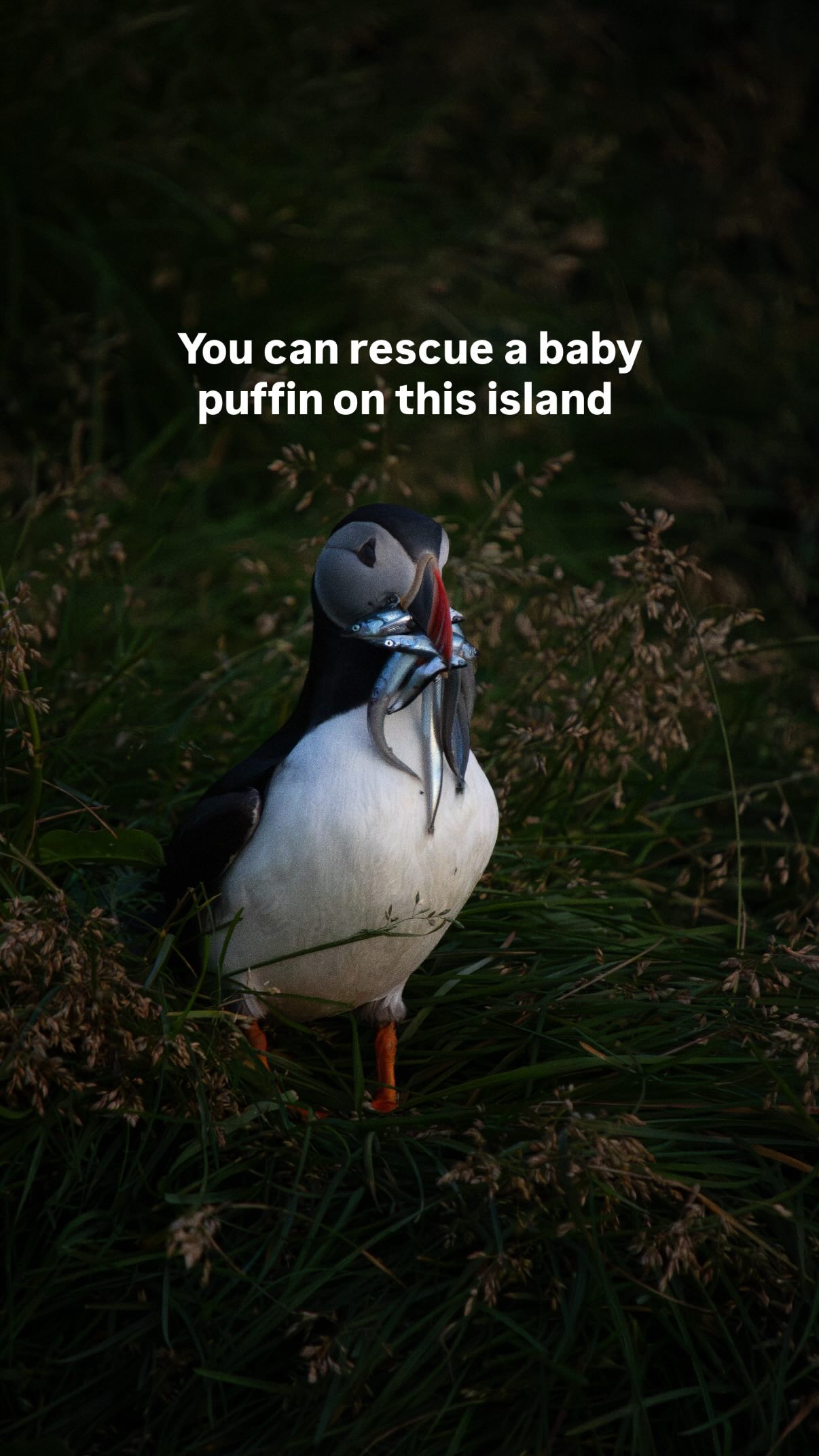 Puffin Rescue Efforts On Iceland's Westman Islands