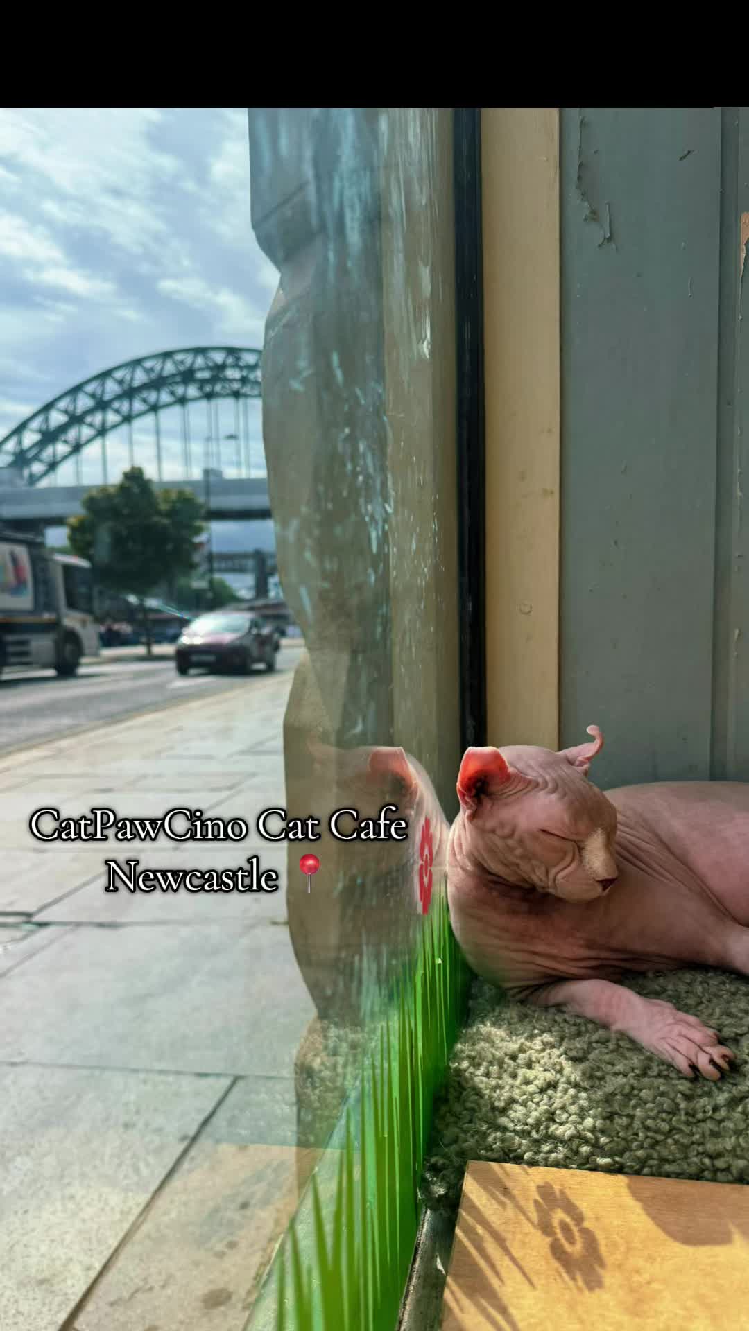 CatPawCino Cafe Features Playful Cats