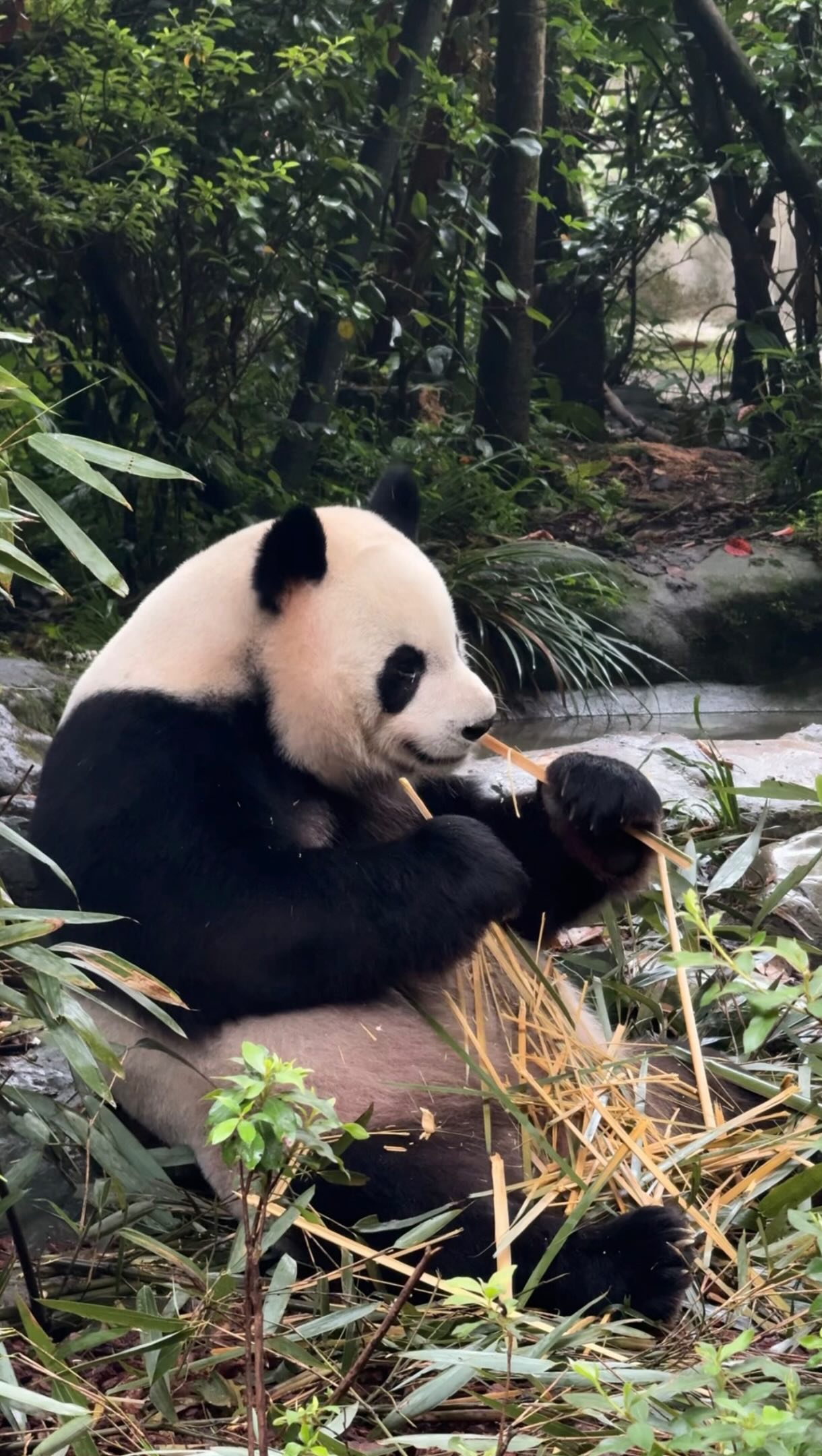 3 Places in Chengdu