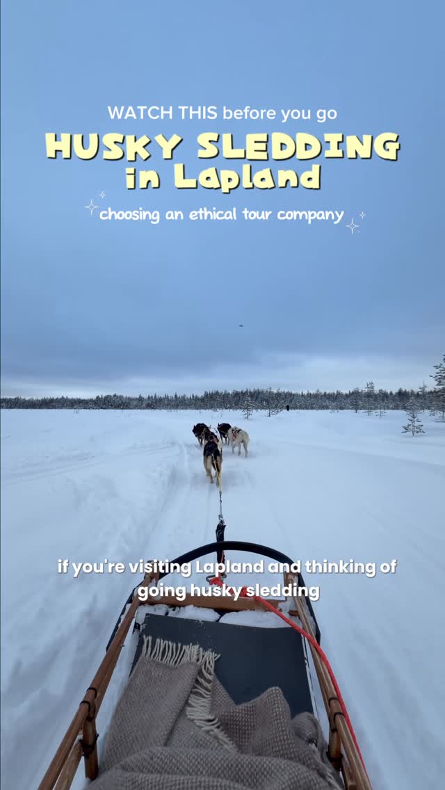 Ethical Husky Sledding Adventures In Lapland