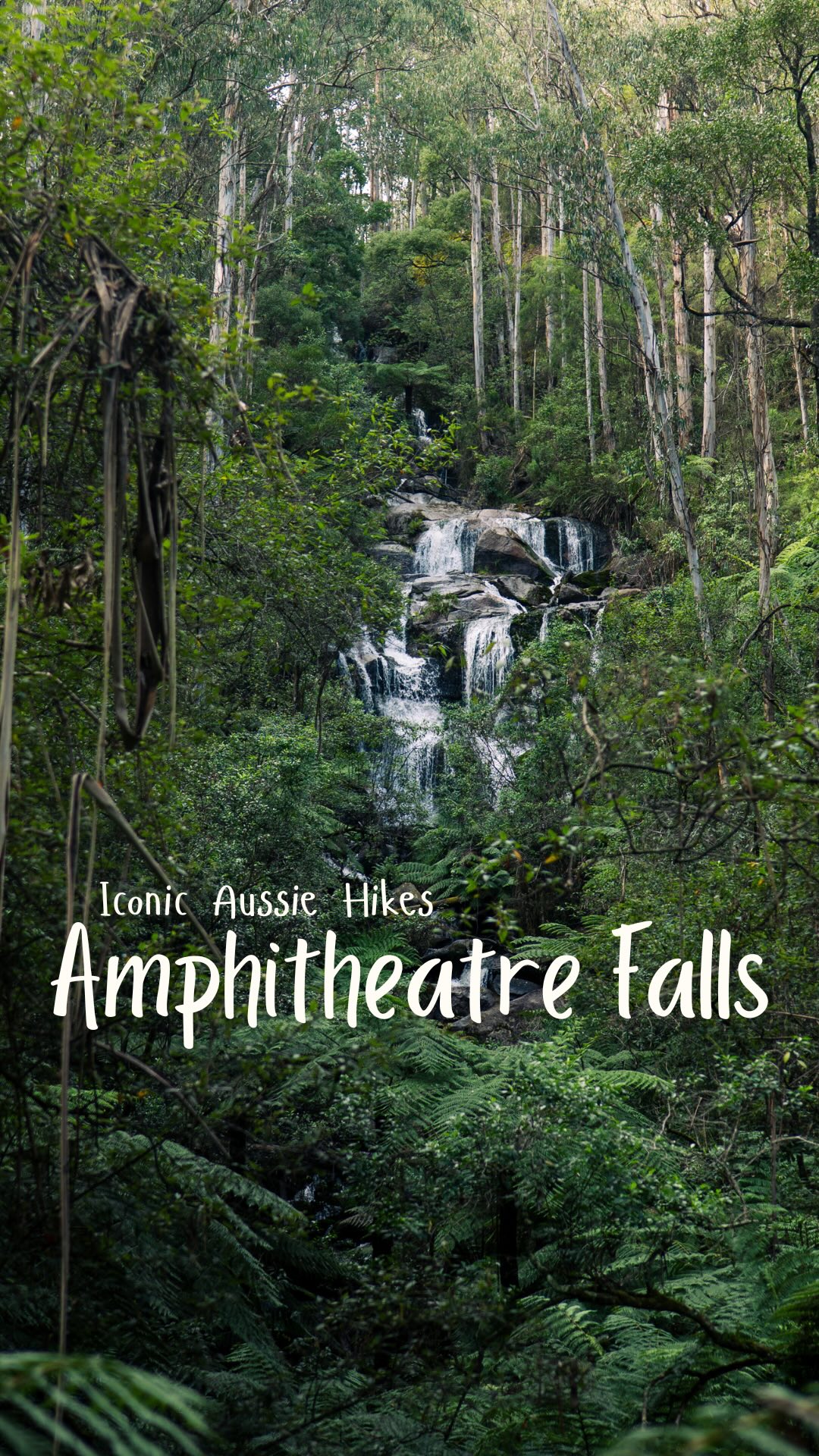 Noojee Rainforest Walks And Waterfalls