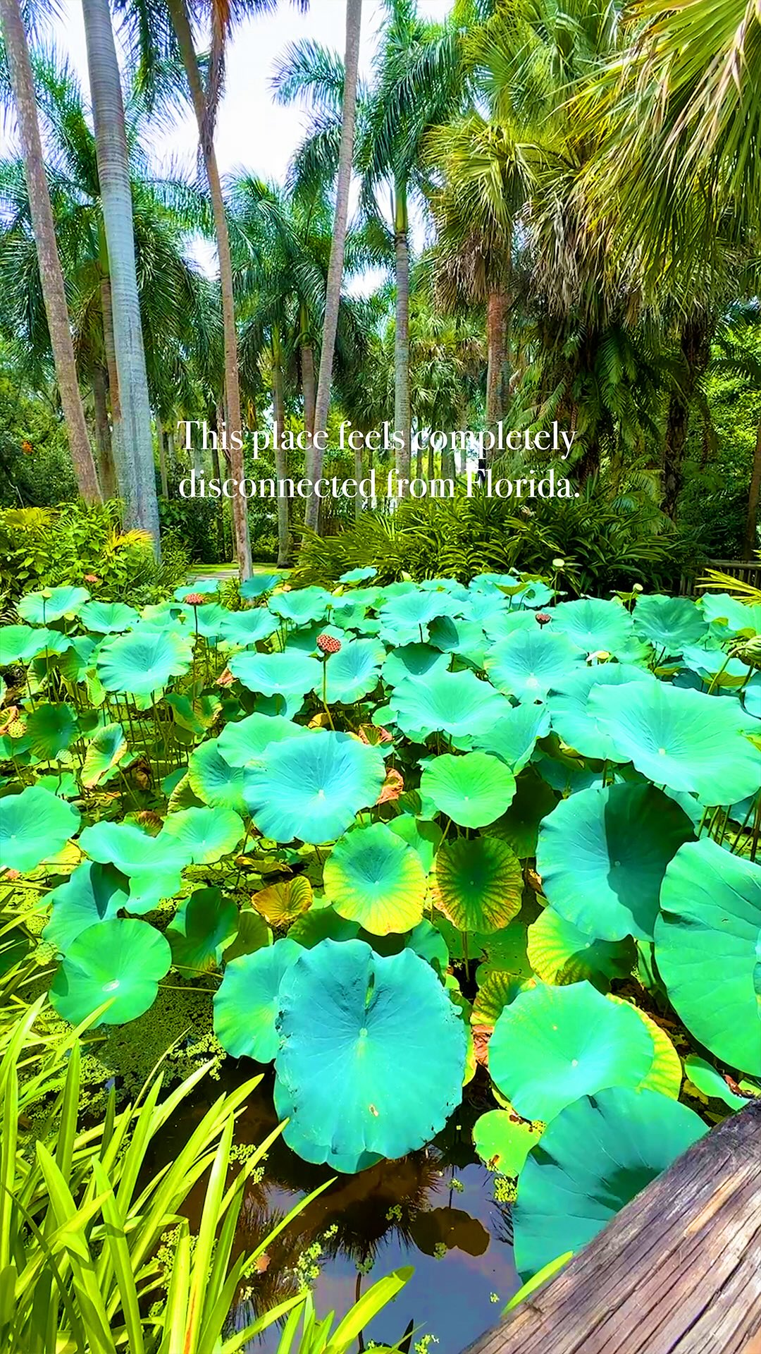 McKee Botanical Garden: Vero Beach's Historic Oasis
