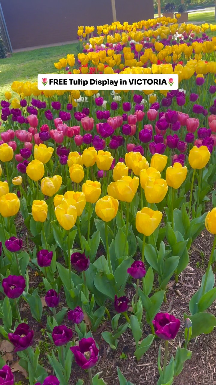 Bendigo's Spring Bloom Festival Features Thousands of Tulips
