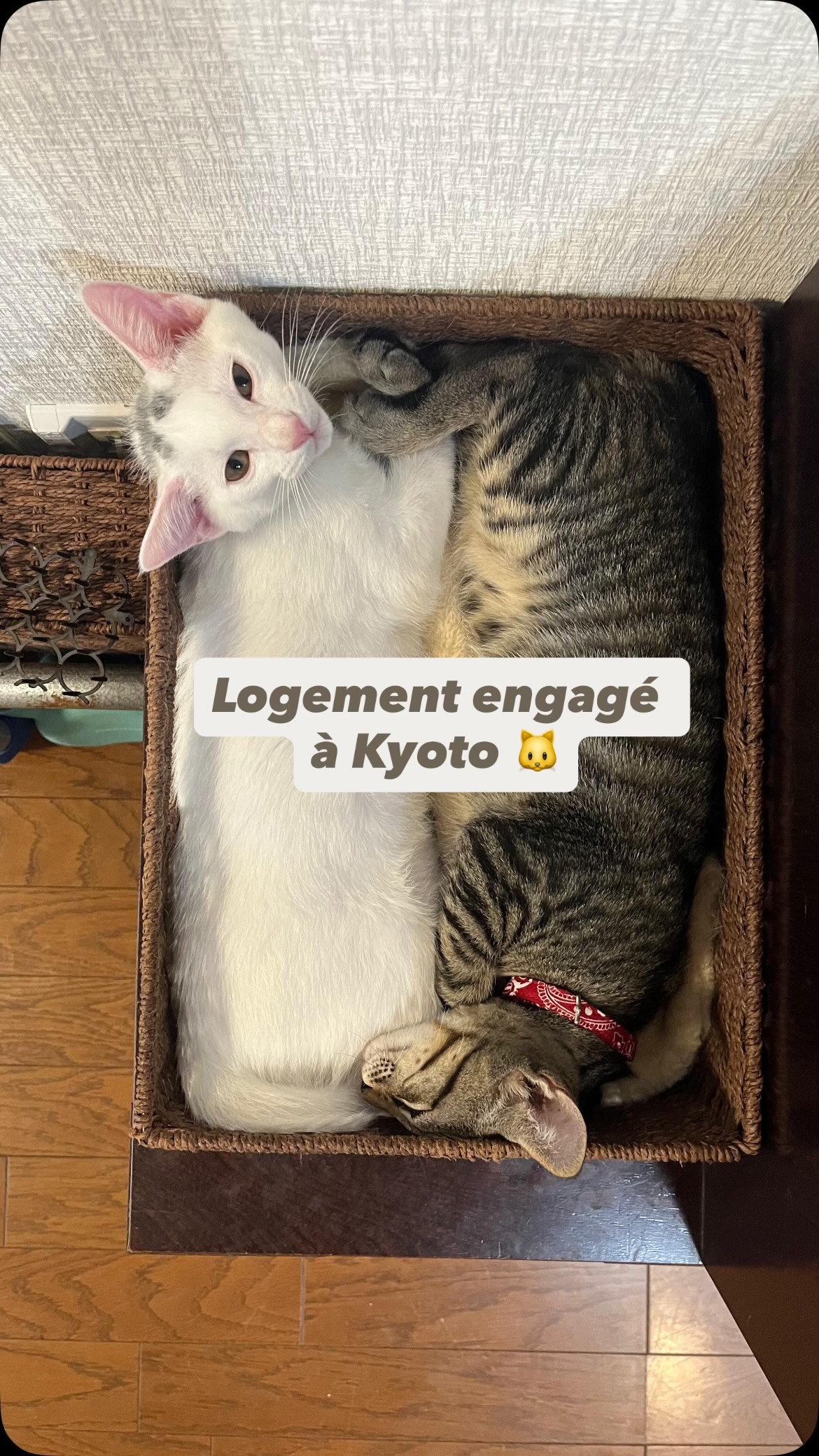 Kyoto's Cat-Themed Machiya Rentals Support Rescue