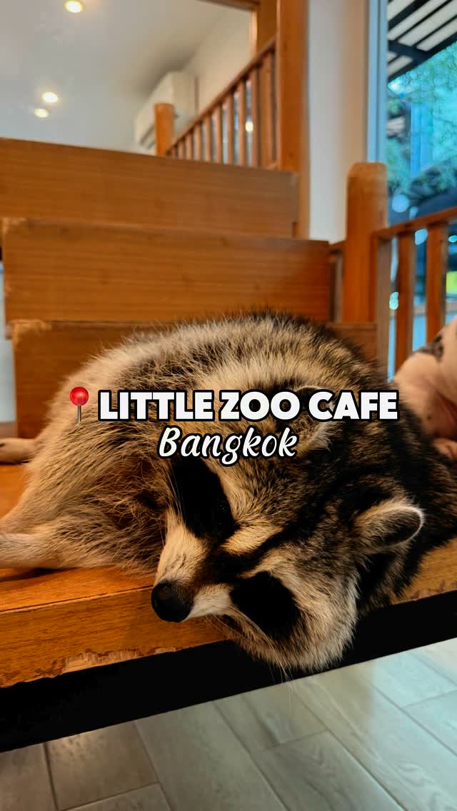 Bangkok Cafe Lets You Cuddle Exotic Animals