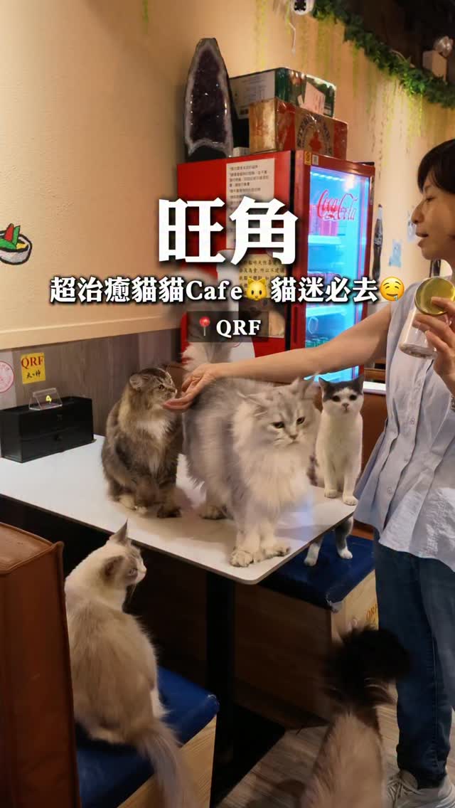 Cat Cafe In Mong Kok Offers Unlimited Cat Cuddles